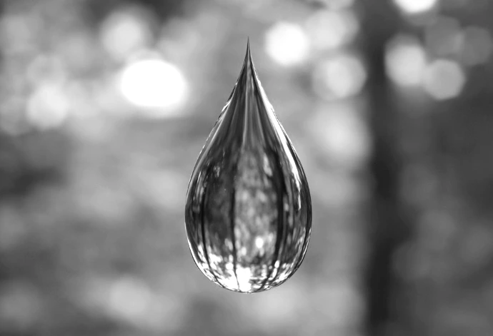 a drop of water hanging from a tree